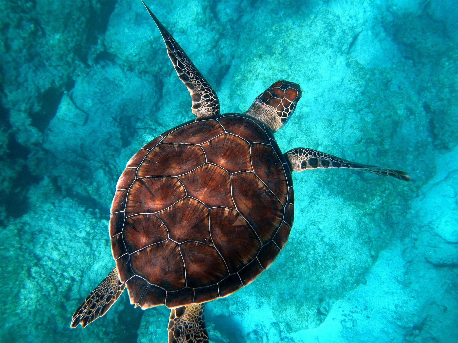 A sea turtle swimming in tropical water